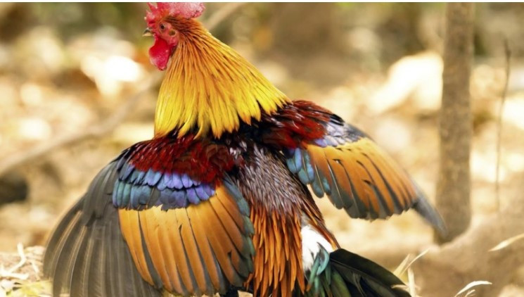 Gà rừng lông đỏ: Nét đẹp hoang dã và giá trị kinh tế cao