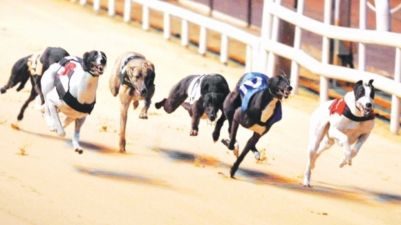 Đua chó fun88 – Trò chơi cá cược lôi cuốn, hấp dẫn