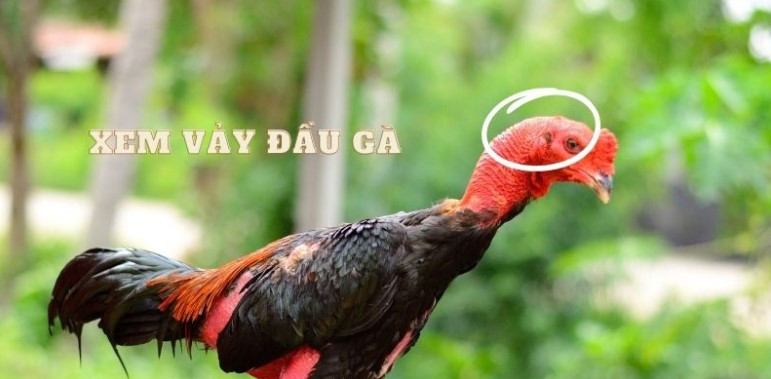 Chi tiết 3 cách xem vảy gà đá cựa sắt