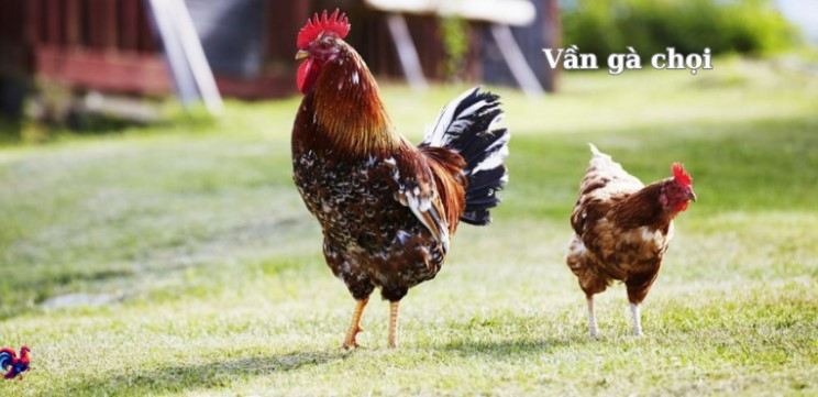 Hướng dẫn chi tiết cách vần gà chọi đơn giản