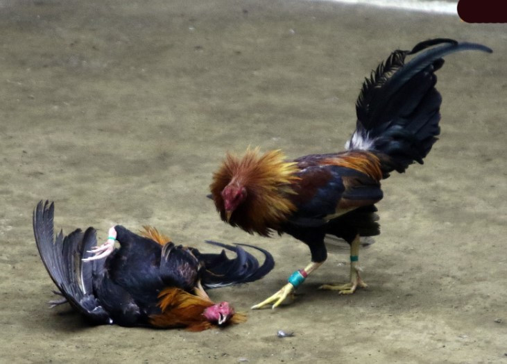 Cá cược gà 179: Địa chỉ cá cược trực tuyến an toàn và uy tín